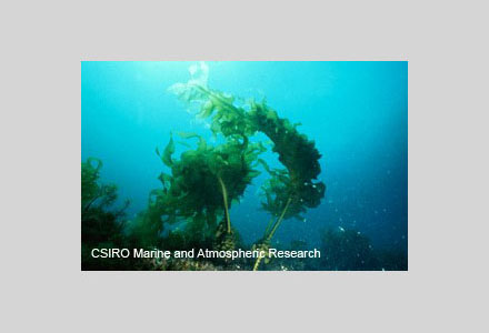 Japanese kelp