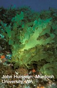 Japanese kelp