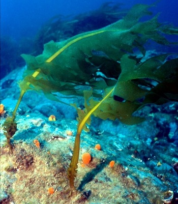 Japanese kelp