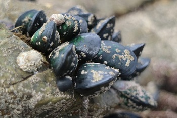 New Zealand green-lipped mussel