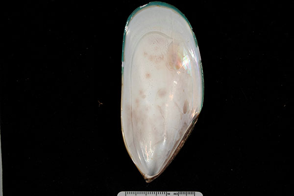 New Zealand green mussel
