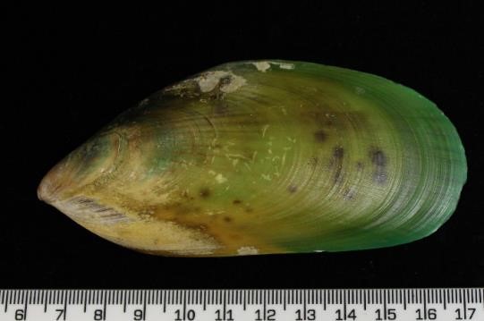 New Zealand green-lipped mussel