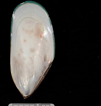 New Zealand green-lipped mussel